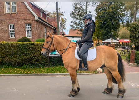 Más caballos de sangre fría, Caballo castrado, 4 años, 160 cm, Red Dun/Cervuno