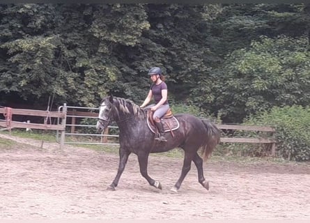 Más caballos de sangre fría, Caballo castrado, 4 años, 162 cm, Tordillo negro