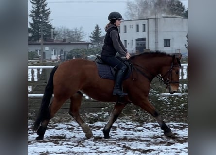 Más caballos de sangre fría, Caballo castrado, 4 años, 163 cm, Castaño