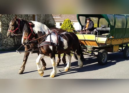 Más caballos de sangre fría, Caballo castrado, 6 años, 157 cm, Pío