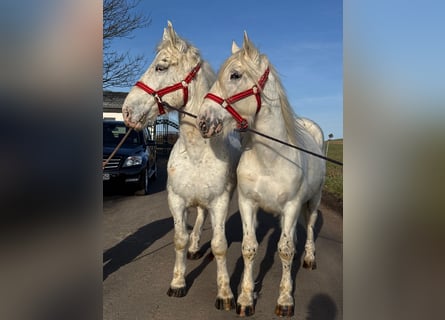 Más caballos de sangre fría Mestizo, Caballo castrado, 6 años, 160 cm, Tordo