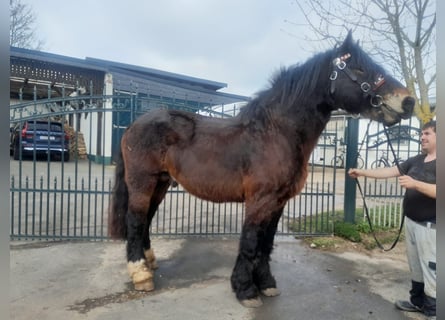 Más caballos de sangre fría, Caballo castrado, 6 años, 167 cm