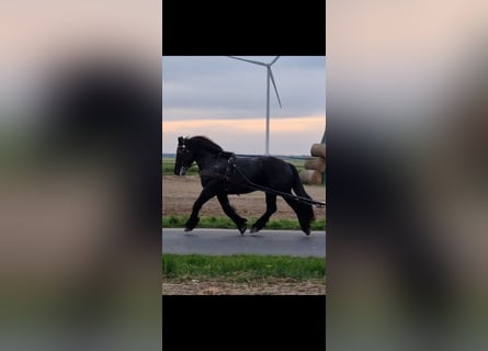 Más caballos de sangre fría, Caballo castrado, 6 años, 168 cm, Negro
