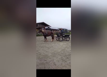 Más caballos de sangre fría, Caballo castrado, 6 años, 170 cm, Alazán-tostado