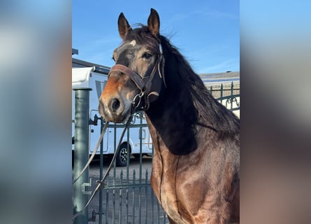Más caballos de sangre fría Mestizo, Caballo castrado, 7 años, 160 cm, Castaño claro