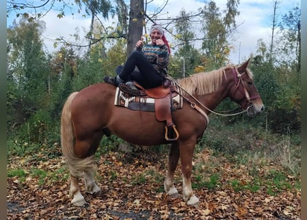 Más caballos de sangre fría, Caballo castrado, 7 años, 164 cm, Alazán