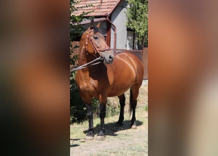 Más caballos de sangre fría Mestizo, Yegua, 10 años, 150 cm, Castaño