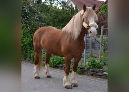 Más caballos de sangre fría Mestizo, Yegua, 10 años, 158 cm, Alazán