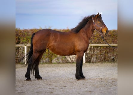 Más caballos de sangre fría, Yegua, 11 años, 160 cm, Castaño