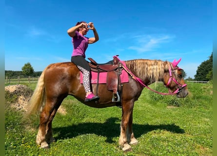 Más caballos de sangre fría, Yegua, 12 años, 163 cm, Alazán