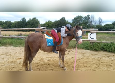 Más caballos de sangre fría Mestizo, Yegua, 3 años, 148 cm, Musgo marrón