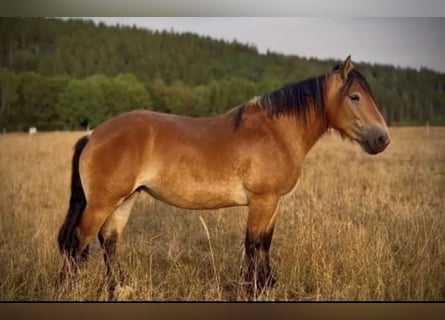 Más caballos de sangre fría, Yegua, 3 años, 160 cm, Castaño