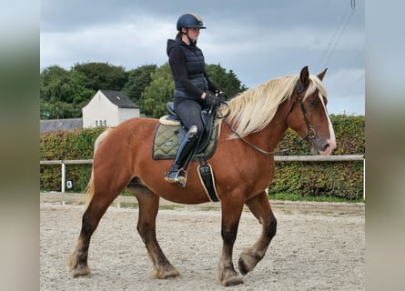 Más caballos de sangre fría, Yegua, 3 años, 160 cm, Castaño
