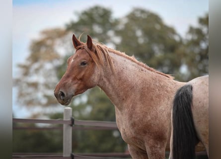 Más caballos de sangre fría, Yegua, 4 años, 152 cm, Ruano alazán