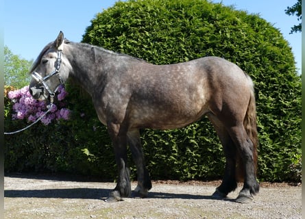 Más caballos de sangre fría, Yegua, 4 años, 162 cm, Tordo rodado