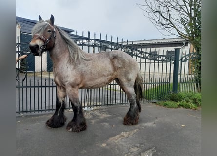 Más caballos de sangre fría, Yegua, 6 años, Tordo ruano