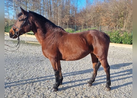 Más caballos de sangre fría, Yegua, 7 años, 157 cm, Castaño