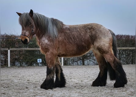 Más caballos de sangre fría, Yegua, 7 años, 158 cm, Tordo ruano