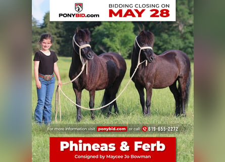 Más ponis/caballos pequeños, Caballo castrado, 10 años, 104 cm, Negro