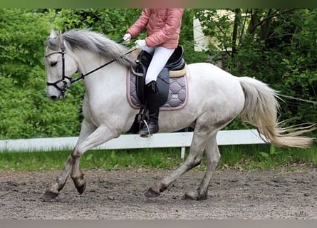 Más ponis/caballos pequeños, Caballo castrado, 10 años, 144 cm, Tordo