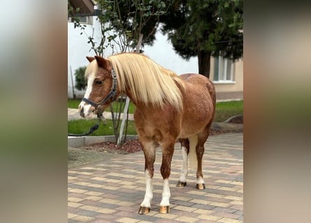 Más ponis/caballos pequeños, Caballo castrado, 11 años, 120 cm, Alazán