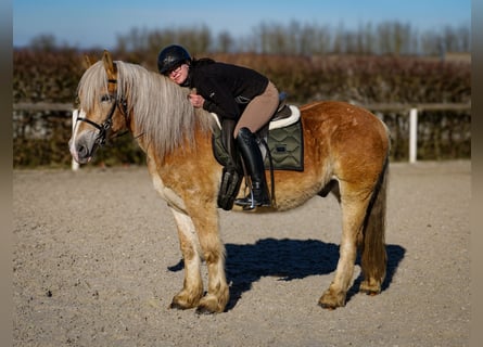 Más ponis/caballos pequeños, Caballo castrado, 11 años, 144 cm, Palomino