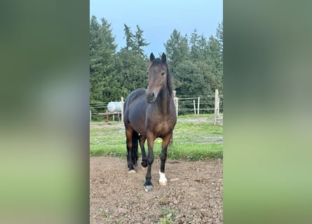 Más ponis/caballos pequeños Mestizo, Caballo castrado, 11 años, 150 cm, Castaño