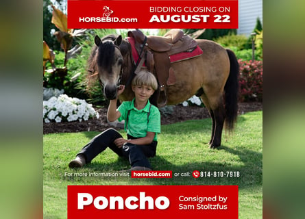 Más ponis/caballos pequeños, Caballo castrado, 11 años, 91 cm, Buckskin/Bayo
