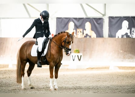 Más ponis/caballos pequeños, Caballo castrado, 12 años, 136 cm, Alazán