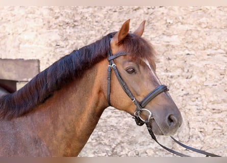 Más ponis/caballos pequeños, Caballo castrado, 12 años, 146 cm, Alazán-tostado