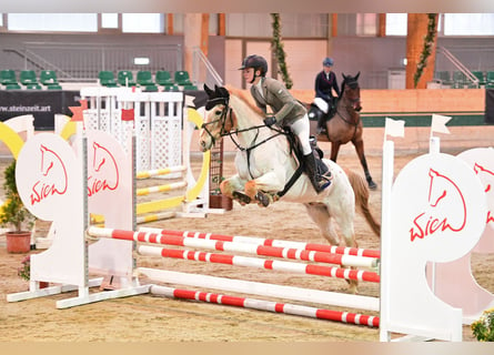 Más ponis/caballos pequeños, Caballo castrado, 12 años, 147 cm