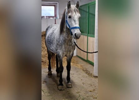 Más ponis/caballos pequeños, Caballo castrado, 12 años, 149 cm, Tordo rodado