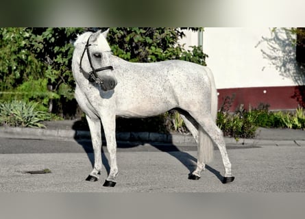 Más ponis/caballos pequeños, Caballo castrado, 14 años, 133 cm