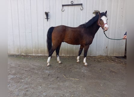 Más ponis/caballos pequeños, Caballo castrado, 15 años, 125 cm, Castaño