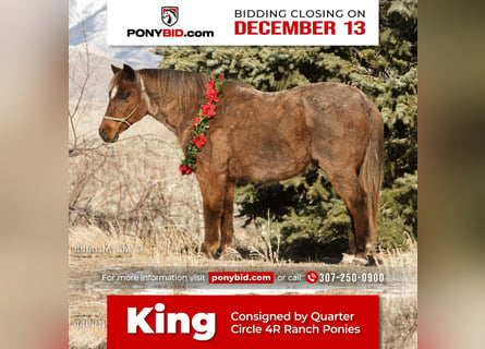 Más ponis/caballos pequeños, Caballo castrado, 15 años, 127 cm, Ruano alazán