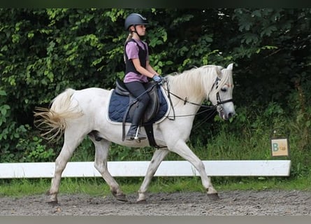 Más ponis/caballos pequeños Mestizo, Caballo castrado, 15 años, 127 cm, Tordo