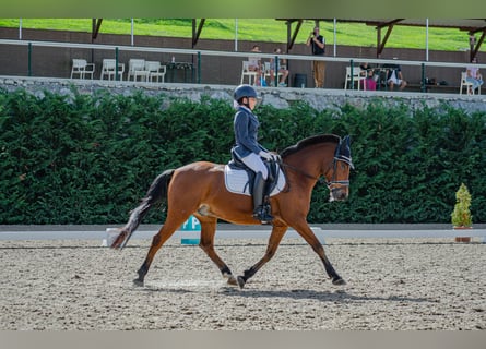 Más ponis/caballos pequeños, Caballo castrado, 15 años, 140 cm, Castaño