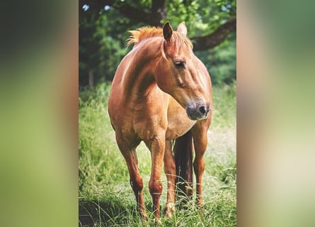 Más ponis/caballos pequeños, Caballo castrado, 15 años, 145 cm, Alazán