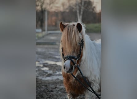 Más ponis/caballos pequeños, Caballo castrado, 17 años, 128 cm, Pío