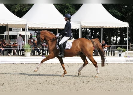 Más ponis/caballos pequeños, Caballo castrado, 18 años, 147 cm, Alazán