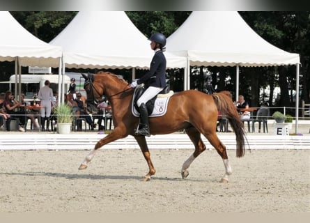 Más ponis/caballos pequeños, Caballo castrado, 18 años, 147 cm, Alazán