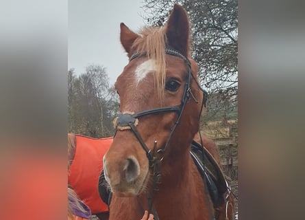 Más ponis/caballos pequeños Mestizo, Caballo castrado, 19 años, 141 cm, Alazán