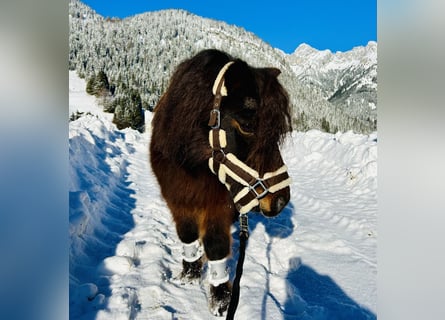 Más ponis/caballos pequeños, Caballo castrado, 19 años, 89 cm, Castaño oscuro