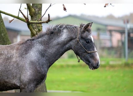 Más ponis/caballos pequeños, Caballo castrado, 1 año, 147 cm, Tordo