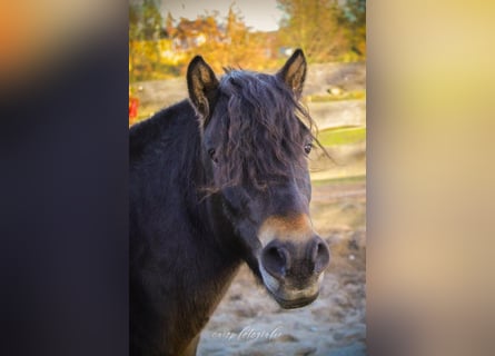 Más ponis/caballos pequeños, Caballo castrado, 3 años, 120 cm, Castaño oscuro