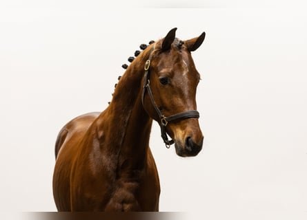 Más ponis/caballos pequeños, Caballo castrado, 3 años, 147 cm, Castaño