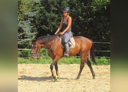 Más ponis/caballos pequeños, Caballo castrado, 3 años, 152 cm, Castaño