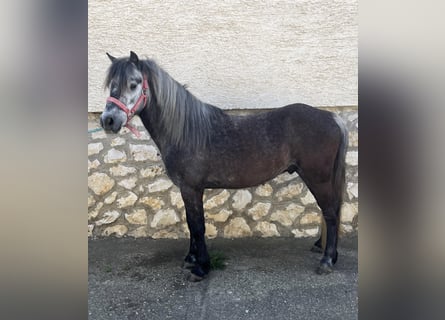 Más ponis/caballos pequeños, Caballo castrado, 4 años, 110 cm, Tordo