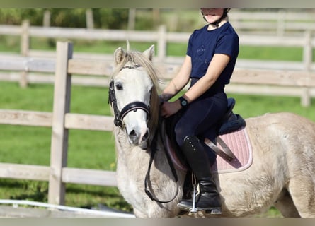 Más ponis/caballos pequeños, Caballo castrado, 4 años, 116 cm, Bayo