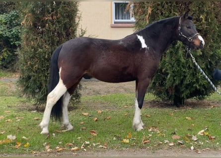 Más ponis/caballos pequeños, Caballo castrado, 4 años, 122 cm, Pío